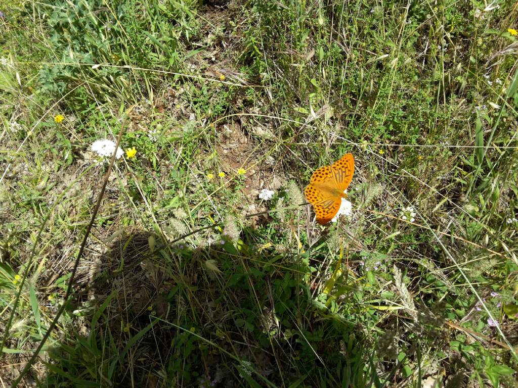 Dalla Sardegna: Argynnis paphia